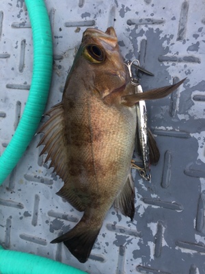 シーモンキー 釣果