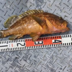 シーモンキー 釣果