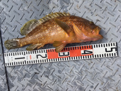 シーモンキー 釣果