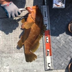 シーモンキー 釣果