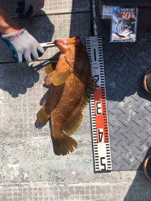 シーモンキー 釣果