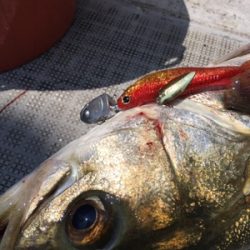 シーモンキー 釣果