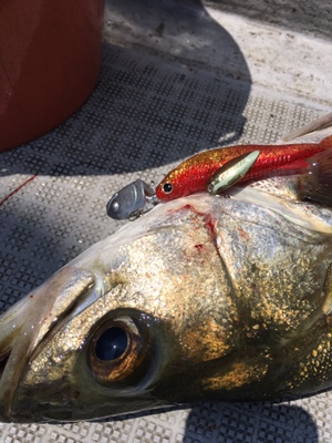 シーモンキー 釣果