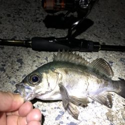 広島・下蒲刈島アジング&メバリング釣果報告とパターン分析【カズ・ハシモト氏連載 vol.1】