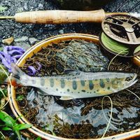 秩父フライフィールド 釣果