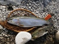 秩父フライフィールド 釣果