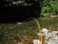 秩父フライフィールド 釣果