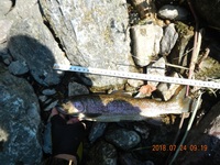 秩父フライフィールド 釣果