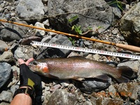 秩父フライフィールド 釣果