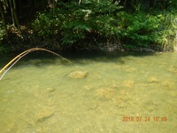 秩父フライフィールド 釣果