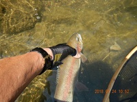 秩父フライフィールド 釣果