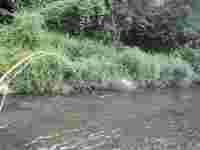 秩父フライフィールド 釣果