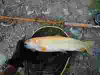 秩父フライフィールド 釣果