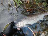 秩父フライフィールド 釣果