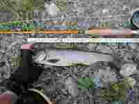 秩父フライフィールド 釣果