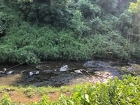 秩父フライフィールド 釣果