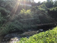 秩父フライフィールド 釣果