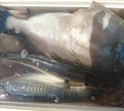 はじめ丸 釣果