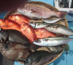 はじめ丸 釣果