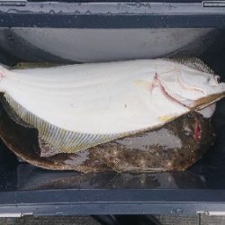 小樽港遊漁船SHAKE 釣果