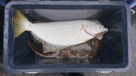 小樽港遊漁船SHAKE 釣果