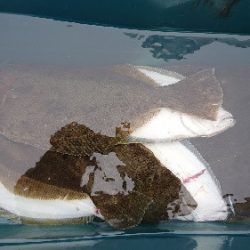 小樽港遊漁船SHAKE 釣果