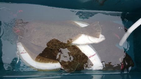 小樽港遊漁船SHAKE 釣果