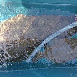 小樽港遊漁船ＳＨＡＫＥ 釣果