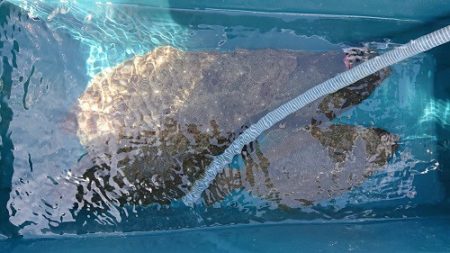 小樽港遊漁船ＳＨＡＫＥ 釣果