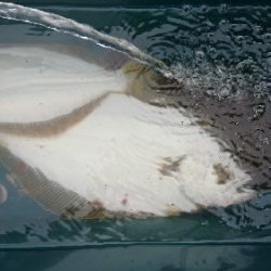 小樽港遊漁船SHAKE 釣果