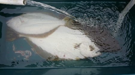 小樽港遊漁船SHAKE 釣果