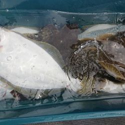 小樽港遊漁船SHAKE 釣果