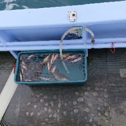 小樽港遊漁船ＳＨＡＫＥ 釣果