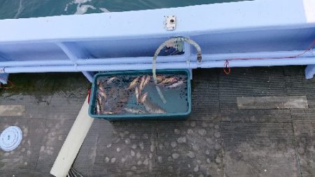 小樽港遊漁船ＳＨＡＫＥ 釣果