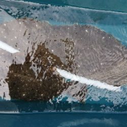 小樽港遊漁船ＳＨＡＫＥ 釣果