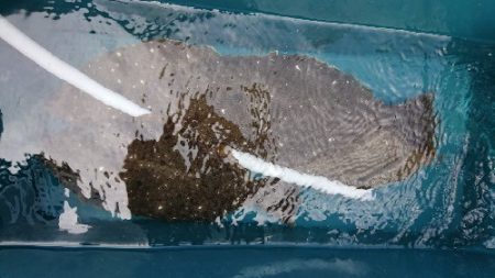 小樽港遊漁船ＳＨＡＫＥ 釣果