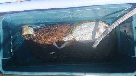 小樽港遊漁船SHAKE 釣果