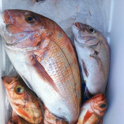 ブルドック 釣果