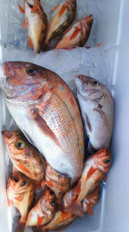 ブルドック 釣果