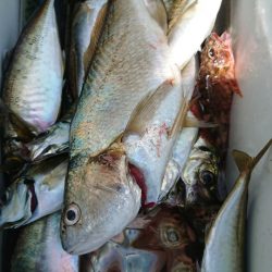 金沢八景鴨下丸 釣果