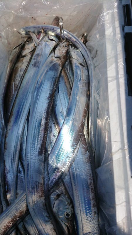 金沢八景鴨下丸 釣果