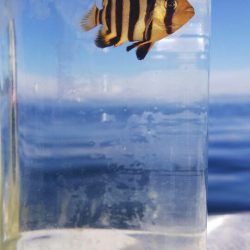 タイラバ遊漁船 ワンピース 釣果