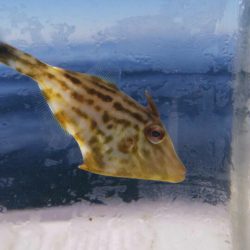 タイラバ遊漁船 ワンピース 釣果