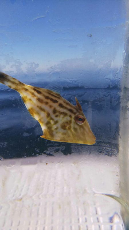 タイラバ遊漁船 ワンピース 釣果