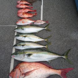 ARCADIAⅡ (アルカディアⅡ) 釣果