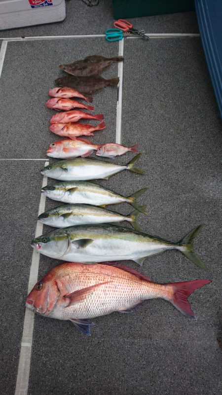 ARCADIAⅡ (アルカディアⅡ) 釣果