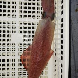 第二龍勢丸 釣果