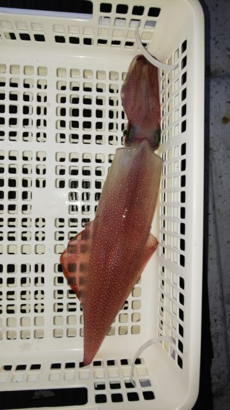 第二龍勢丸 釣果