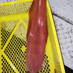 第二龍勢丸 釣果