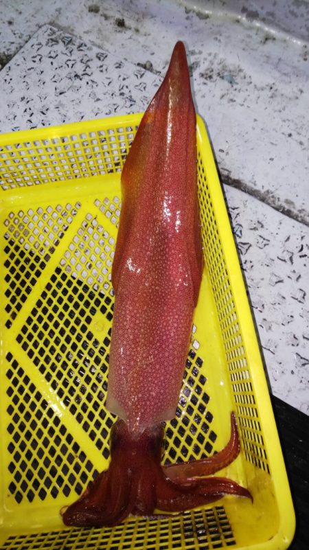 第二龍勢丸 釣果